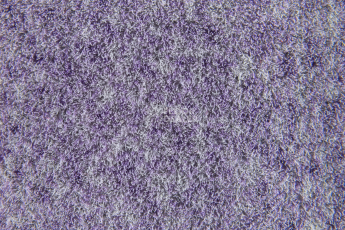 Forbo Flotex Colour s 482027 Penang Orchid фото 3 | FLOORDEALER