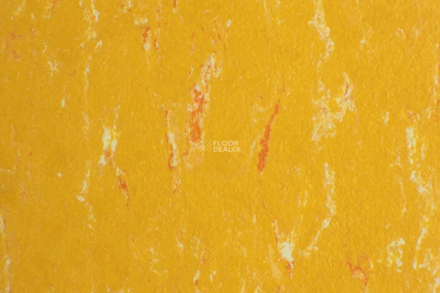 Forbo Marmoleum Solid Piano 3622-362235 mellow yellow фото 2 | FLOORDEALER