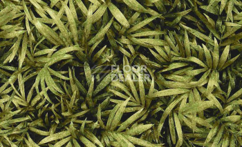 Ковролин Halbmond Pure Elements 13838 фото 1 | FLOORDEALER