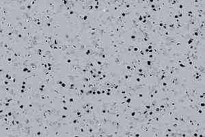 Кварцвиниловые полы Gerflor GTI El5 Ev Cleantech 650x650 0352_grey фото  | FLOORDEALER