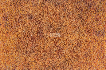 Forbo Flotex Colour s 290005 Calgary Melon фото 3 | FLOORDEALER