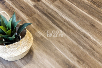 Alpine Floor Easy Line 3мм ОРЕХ СВЕТЛЫЙ ECO 3-12 фото 2 | FLOORDEALER