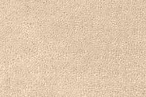 Ковролин Creatuft Sheba 1184 Rice Powder 4 + 5m фото  | FLOORDEALER