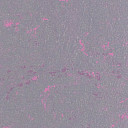 Линолеум Forbo Marmoleum Solid Concrete 3735-373535 purple shimmer  | FLOORDEALER