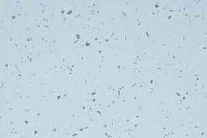 Линолеум Gerflor Mipolam BioControl Clean 5406 Moqui фото  | FLOORDEALER