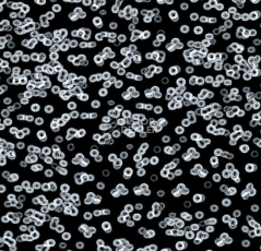 Ковролин Forbo Flotex Sottsass Bacteria 990106 фото 1 | FLOORDEALER