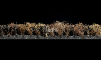 Forbo Coral Brush 5774 Biscotti Brown фото 3 | FLOORDEALER