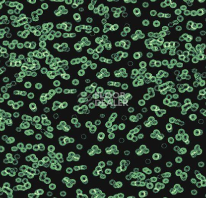 Ковролин Forbo Flotex Sottsass Bacteria 990102 фото 1 | FLOORDEALER