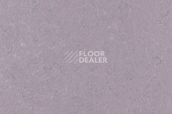 Линолеум Forbo Marmoleum Solid Concrete 3730-373035 Stella фото 1 | FLOORDEALER